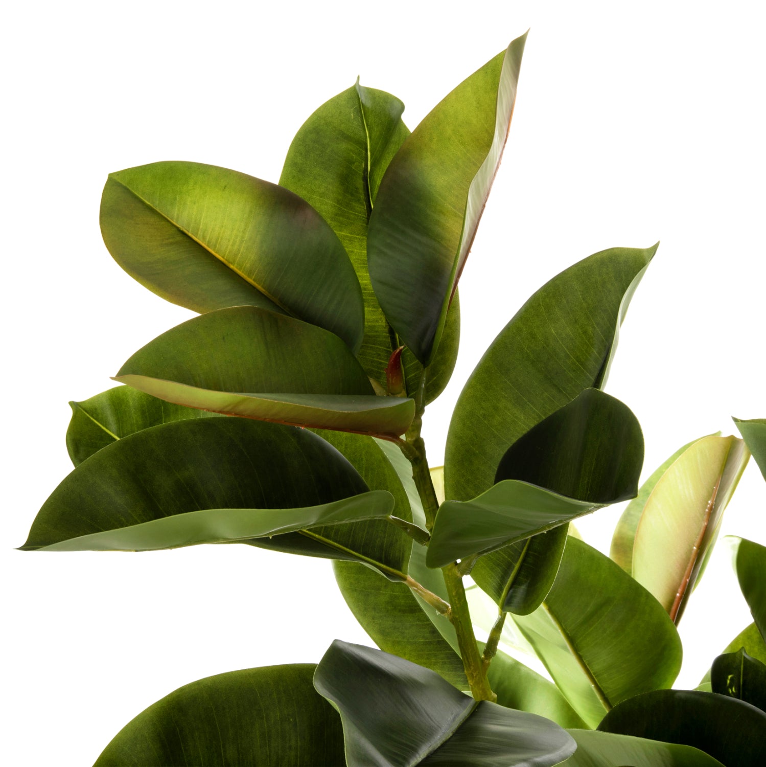 Растениезелен цвят