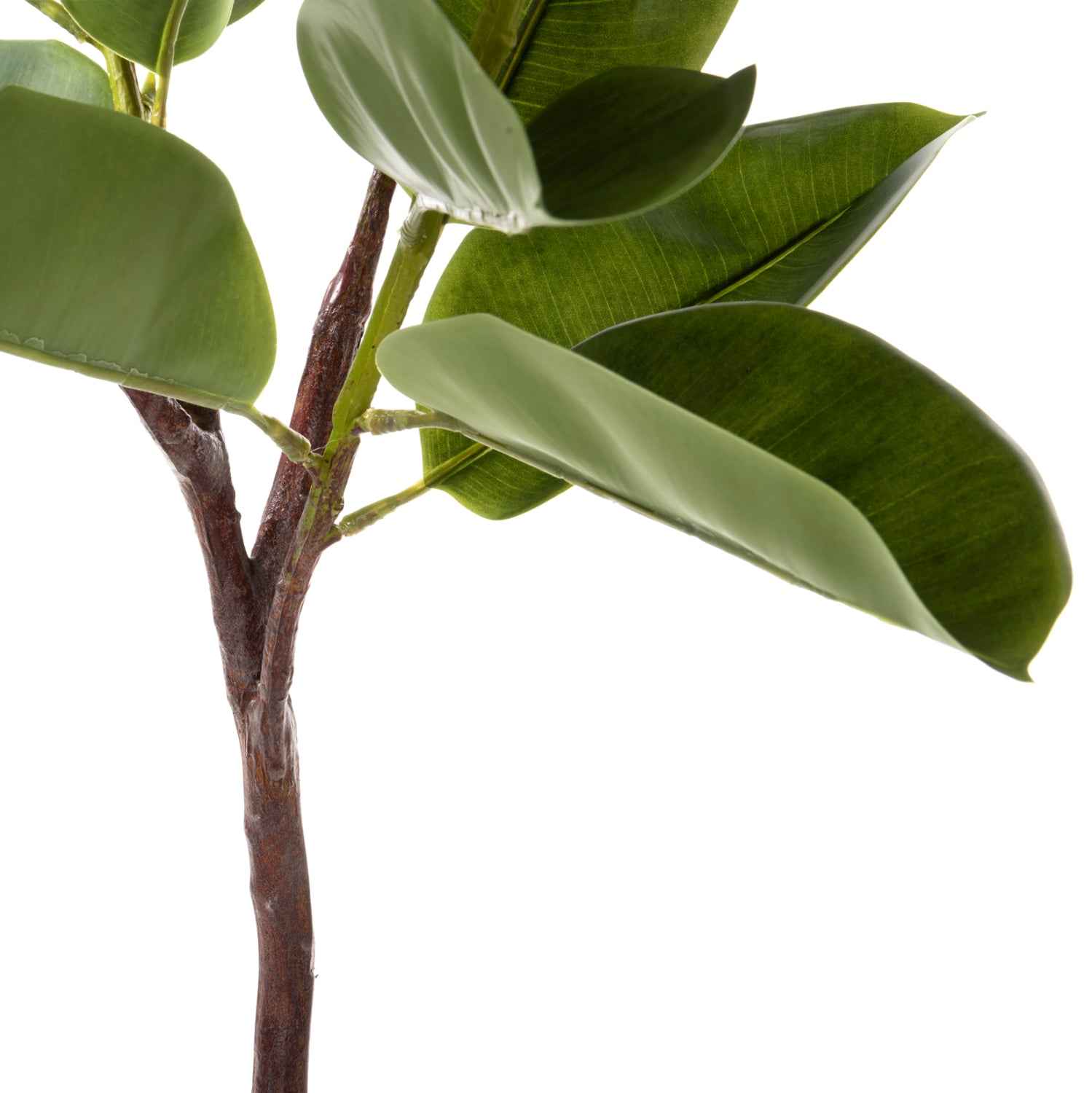 Растениезелен цвят