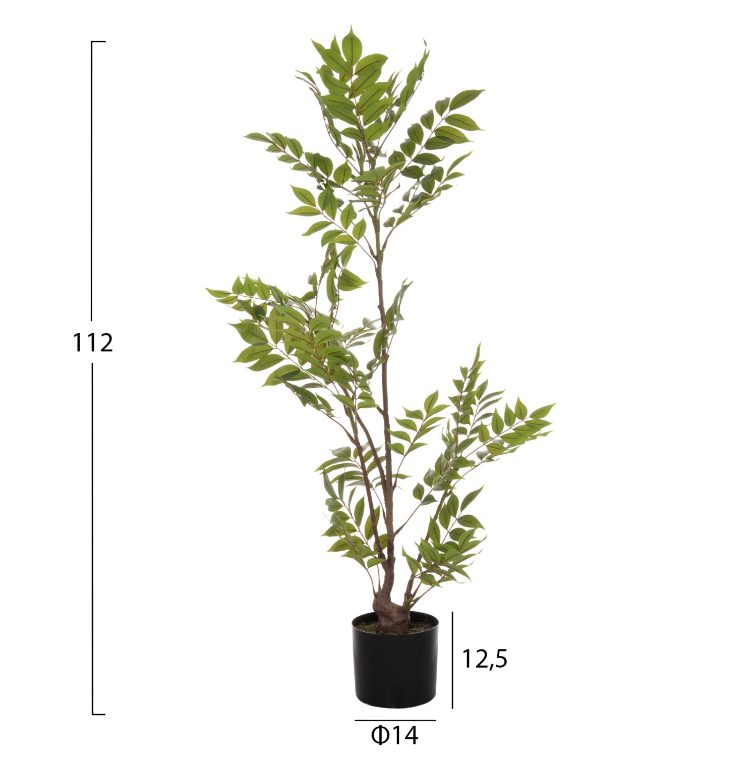 Растение пачиразелен цвят