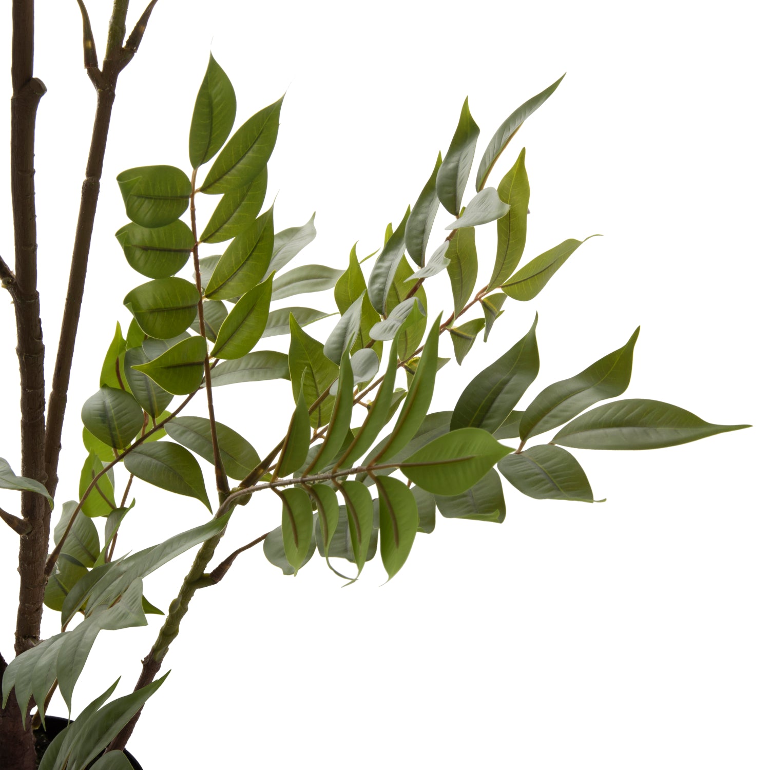 Растение пачиразелен цвят