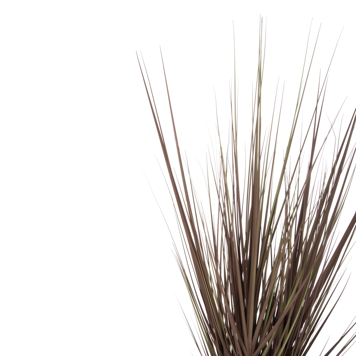 Растение трева в саксия кафяв цвят 120см