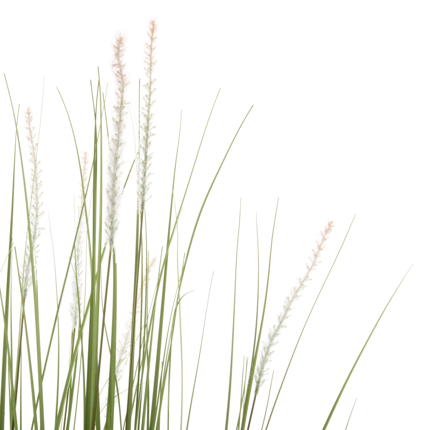 Растение трева в саксия зелен цвят 173см