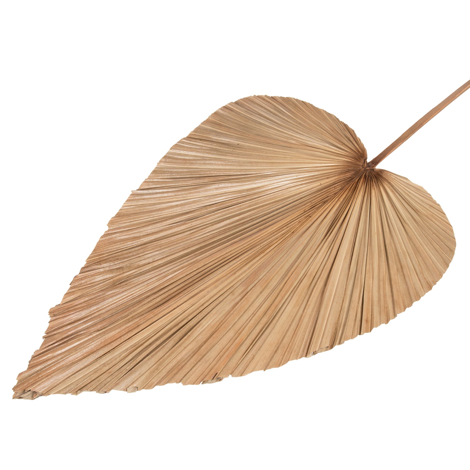 Декорация палмово листо натурал 42x135x3