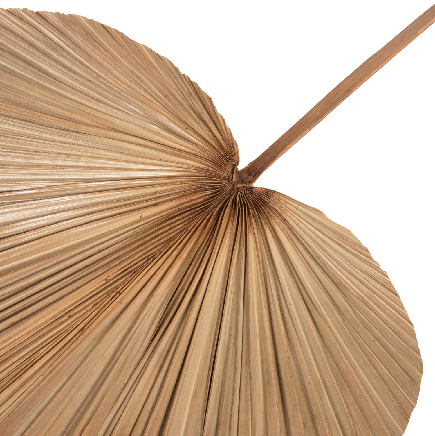 Декорация палмово листо натурал 42x135x3