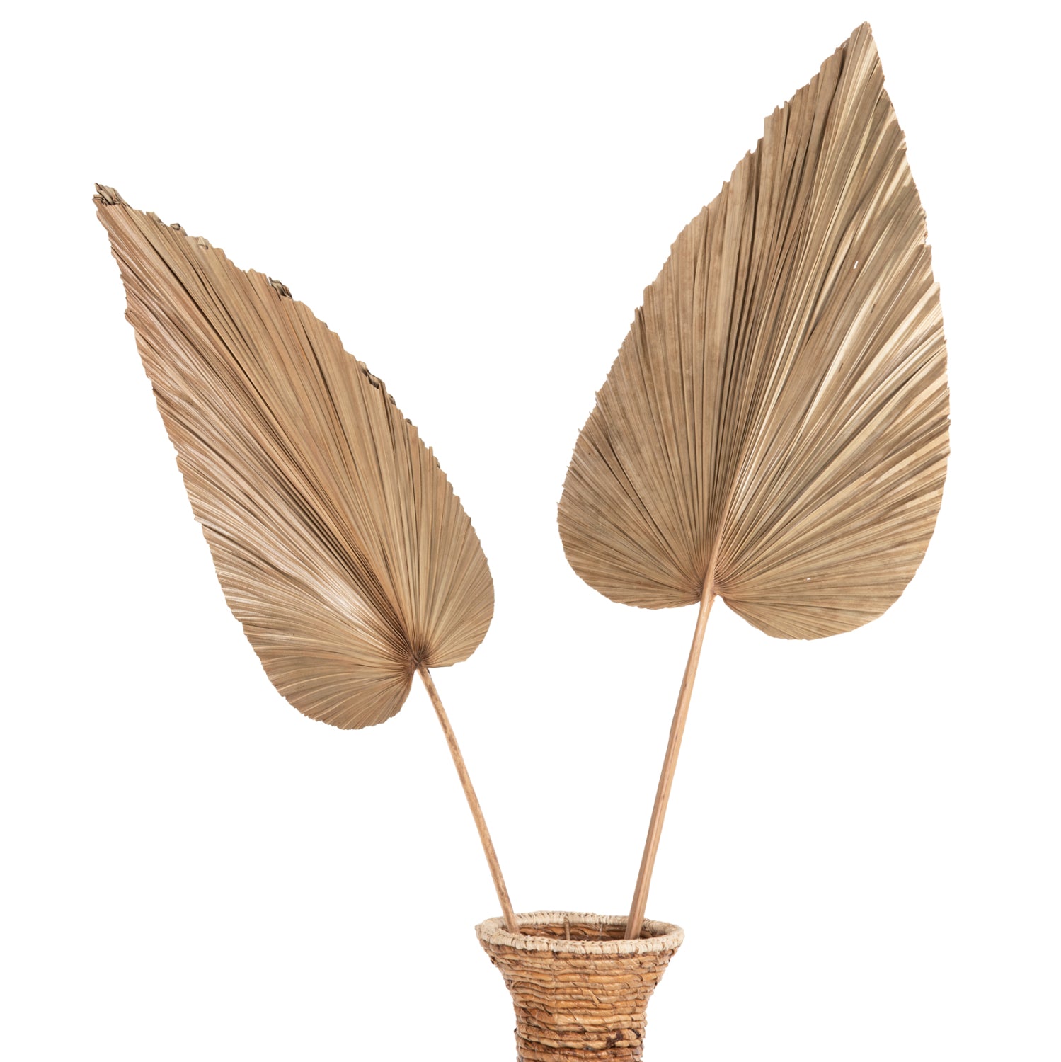 Декорация палмово листо натурал 42x135x3