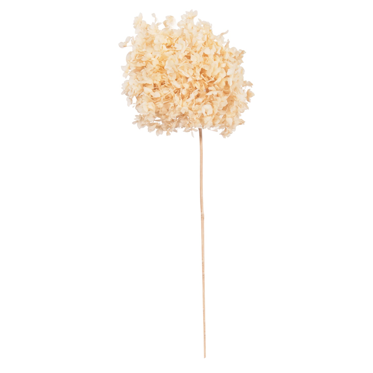 Декоративна хортензия от сухи цветя крем 55 см