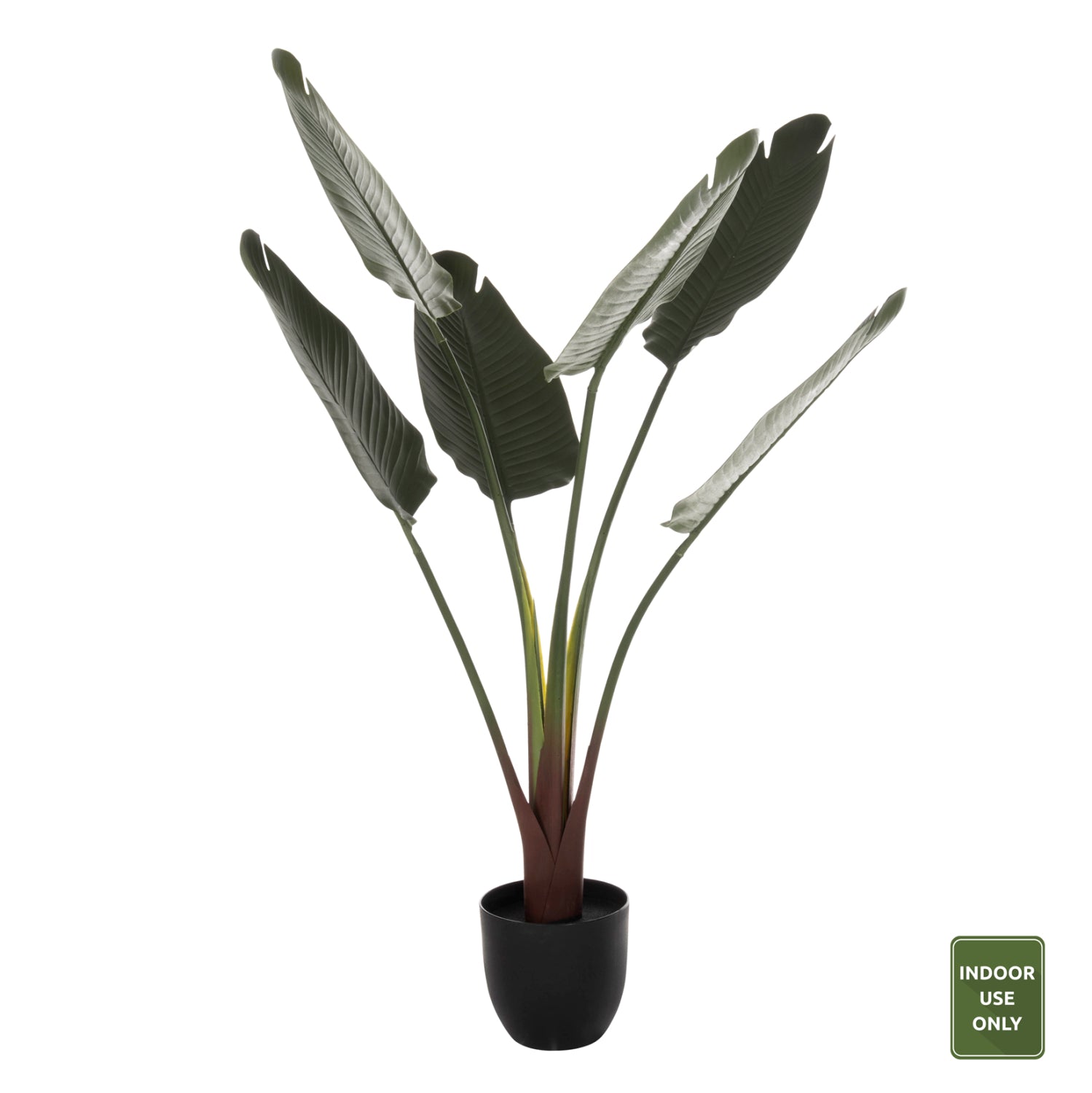 Растение стрелиция в саксия зелен цвят 115см