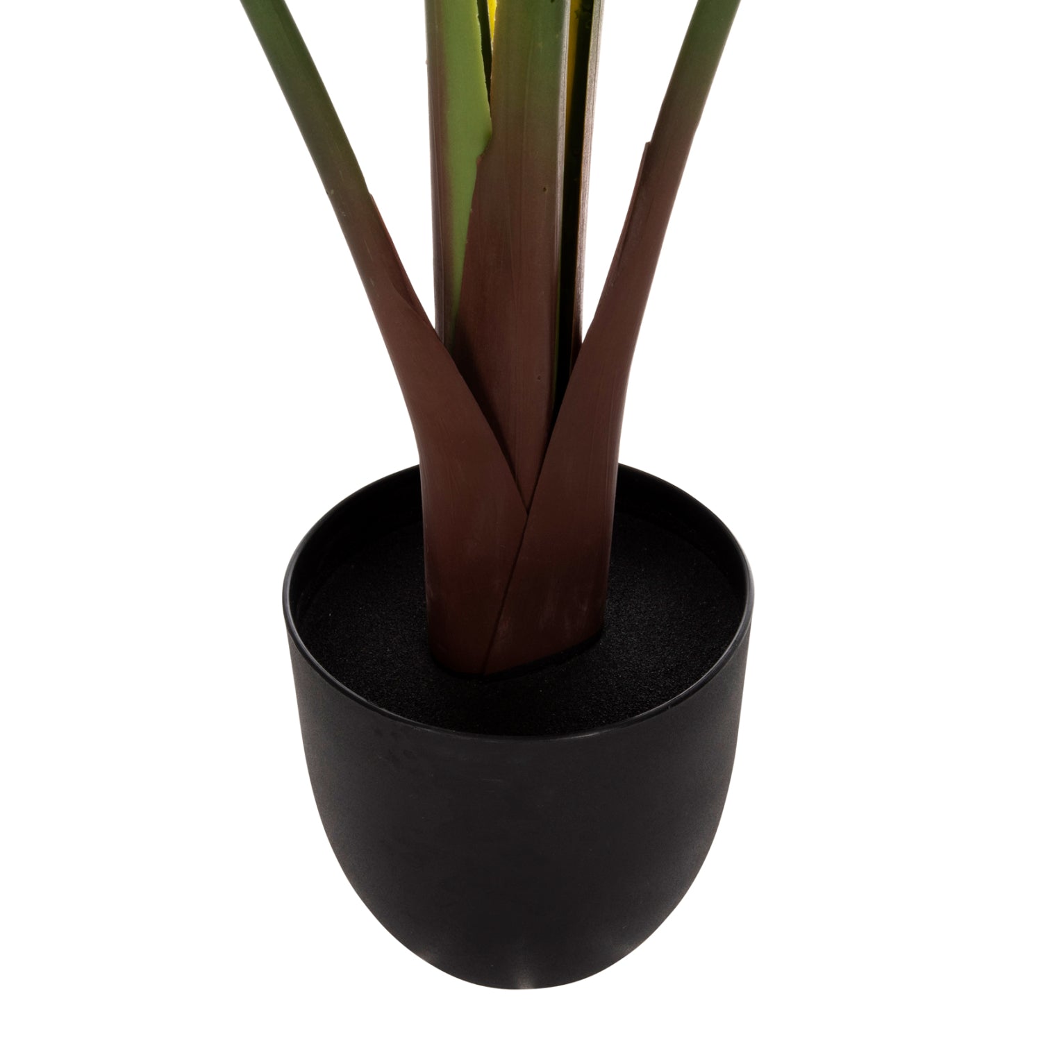 Растение стрелиция в саксия зелен цвят 115см