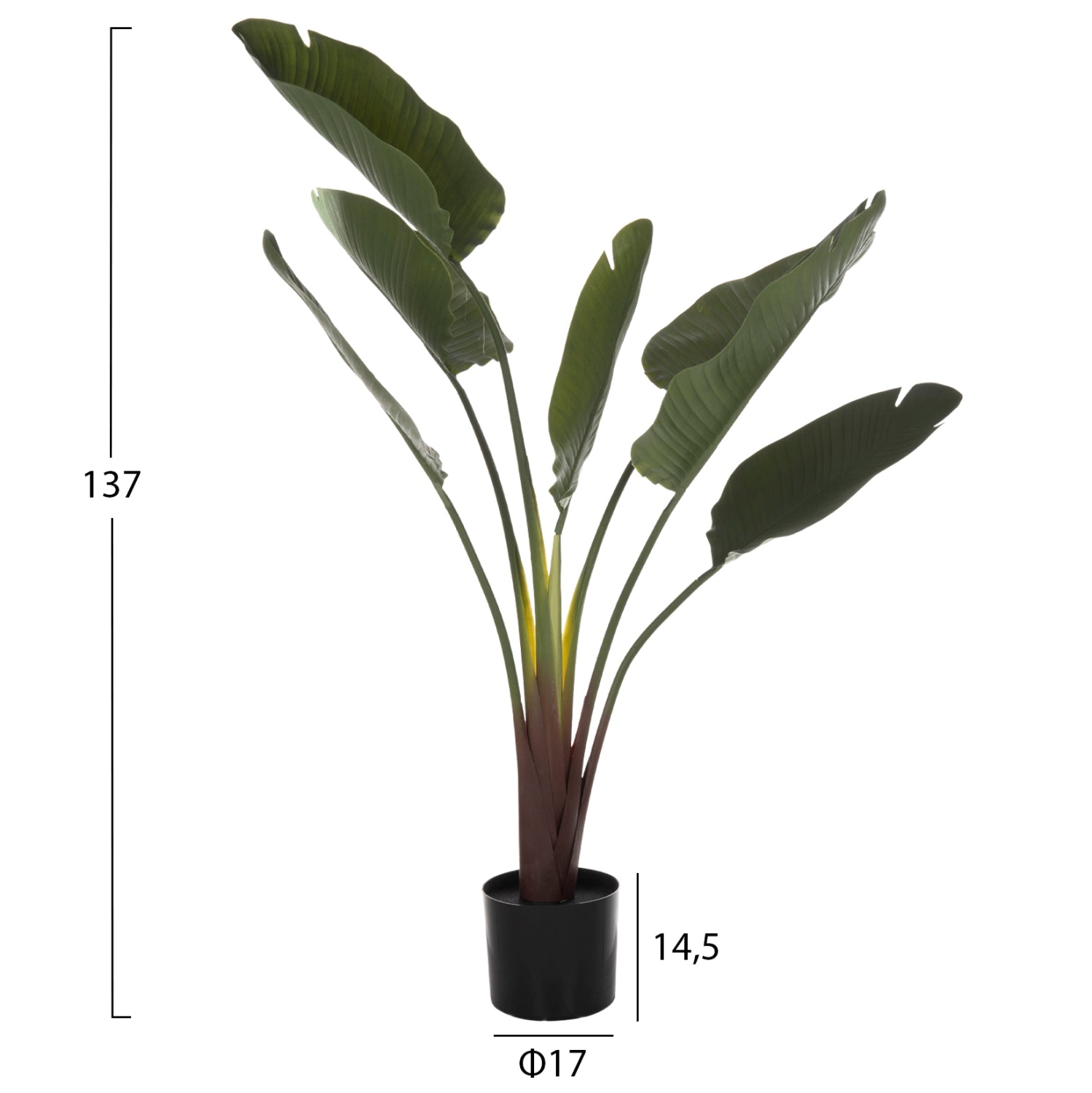 Растение декоративно стрелиция в саксия зелен цвят Φ17x14.5-137