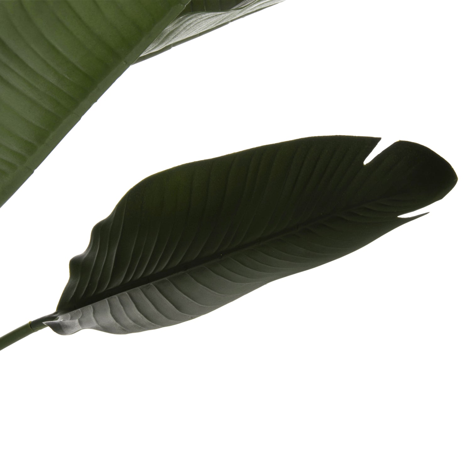 Растение декоративно стрелиция в саксия зелен цвят Φ17x14.5-137