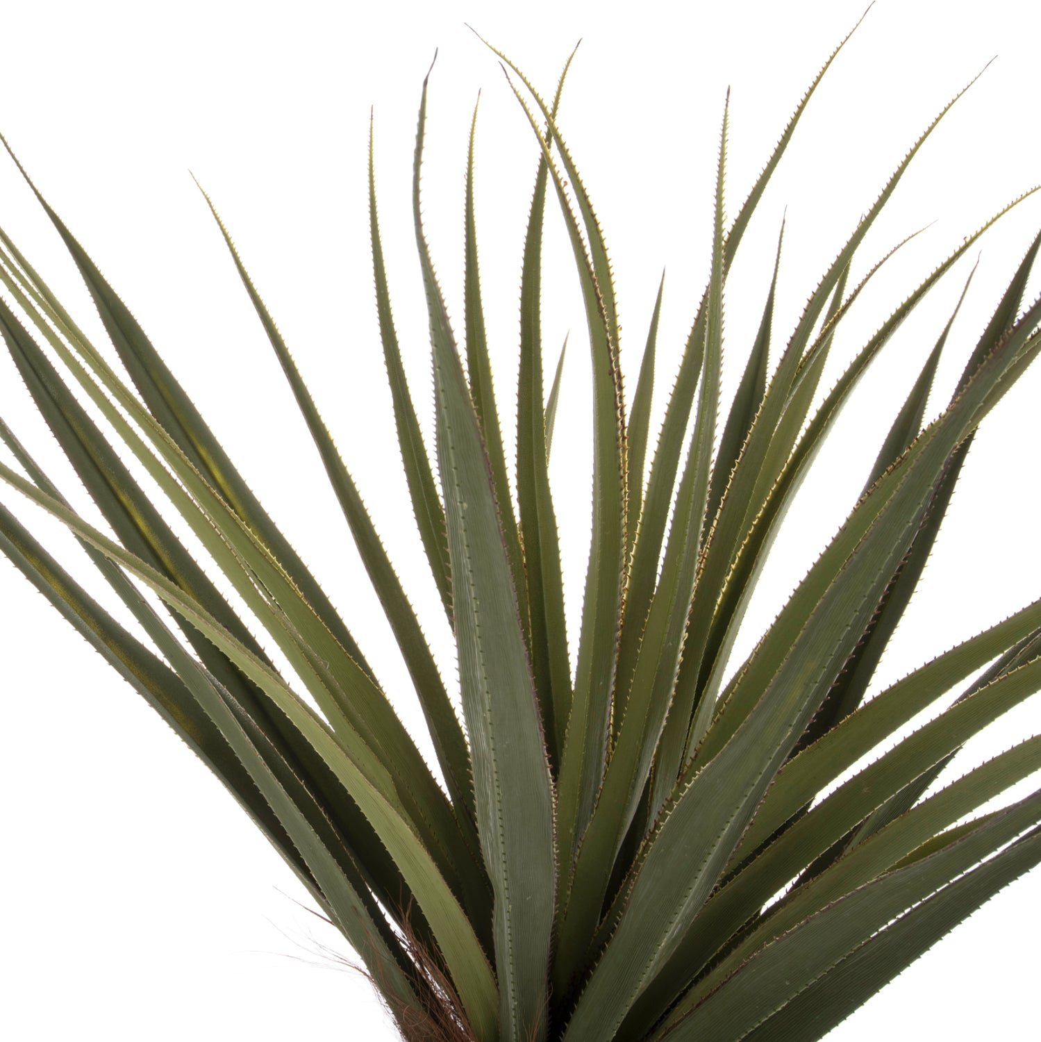 Растение сизалово дърво в саксия зелен цвят Φ23x18-180см