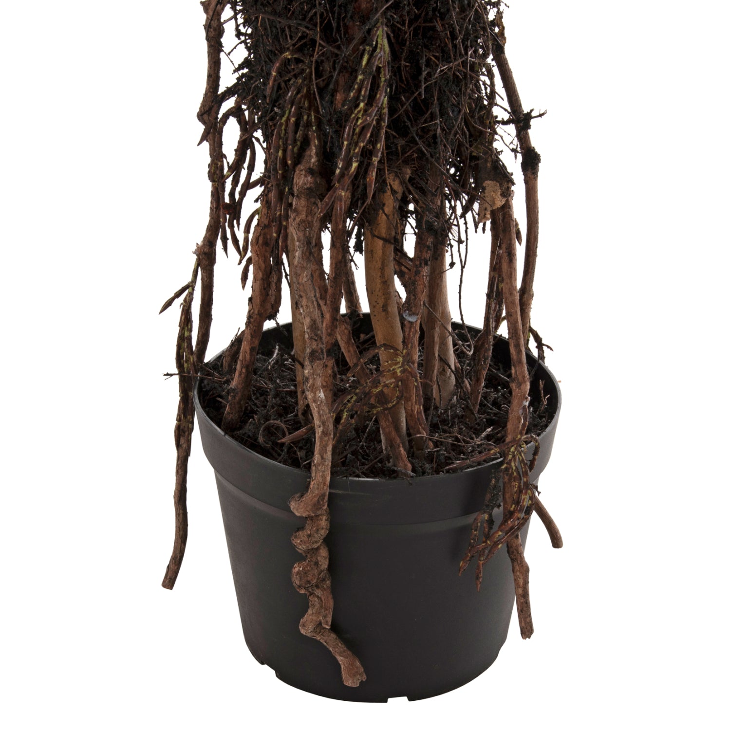 Растение сизалово дърво в саксия зелен цвят Φ23x18-180см