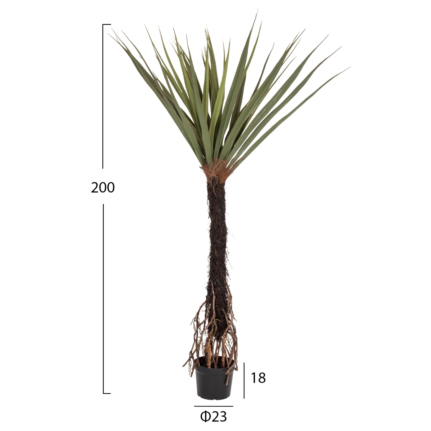 Растение сизалово дърво в саксия зелен цвят 200см