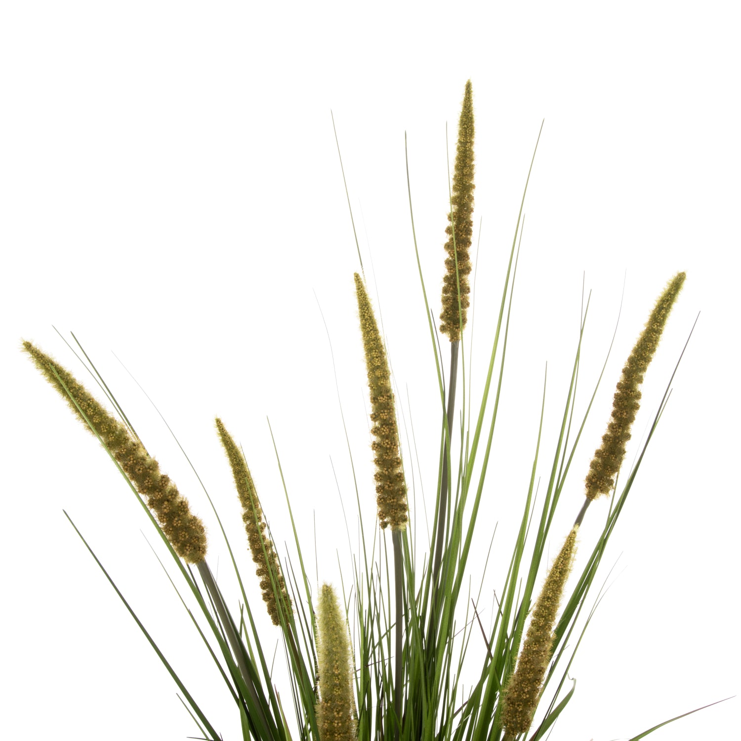 Растение офиурос в саксия зелен цвят 130см