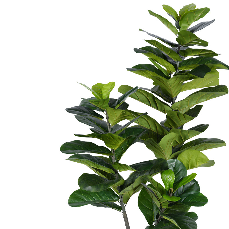 Декоративно растение fiddlehead i в саксия  green pp h180cm