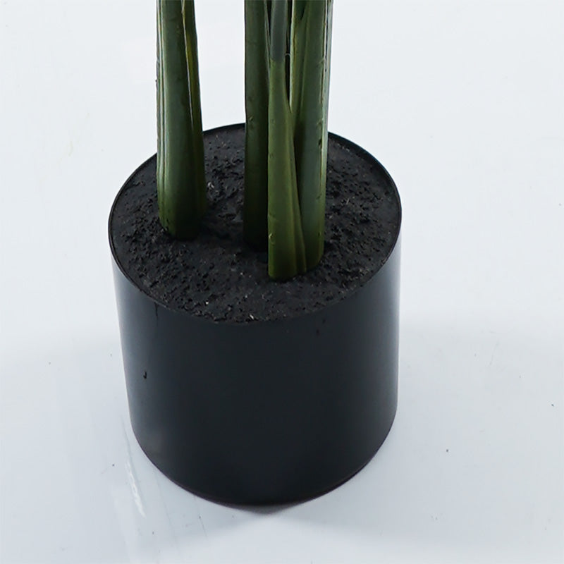 Декоративно растение в саксия калатея инарт зелена д68x120см