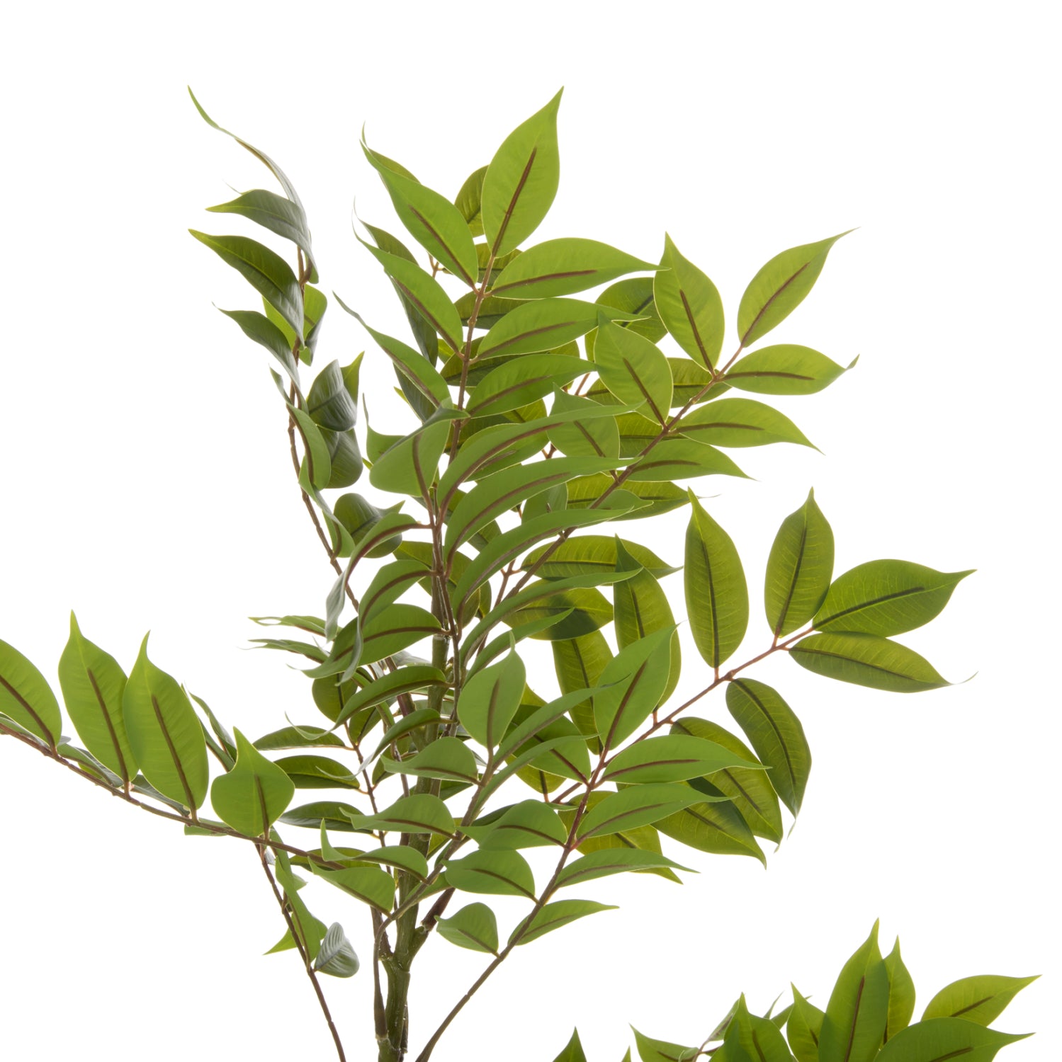 Растение пачиразелен цвят