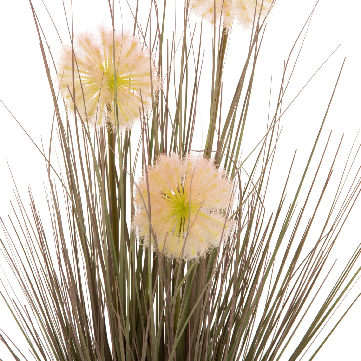 Растение глухарчета с трева в саксия зелен цвят  Φ9.5x9-62Ηсм.