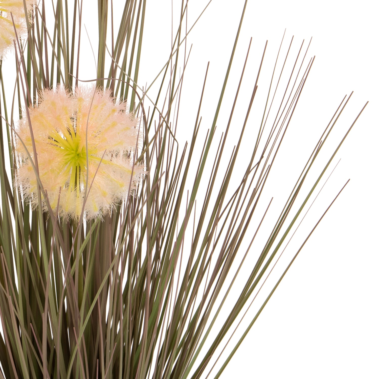 Растение глухарчета с трева в саксия зелен цвят  Φ9.5x9-62Ηсм.