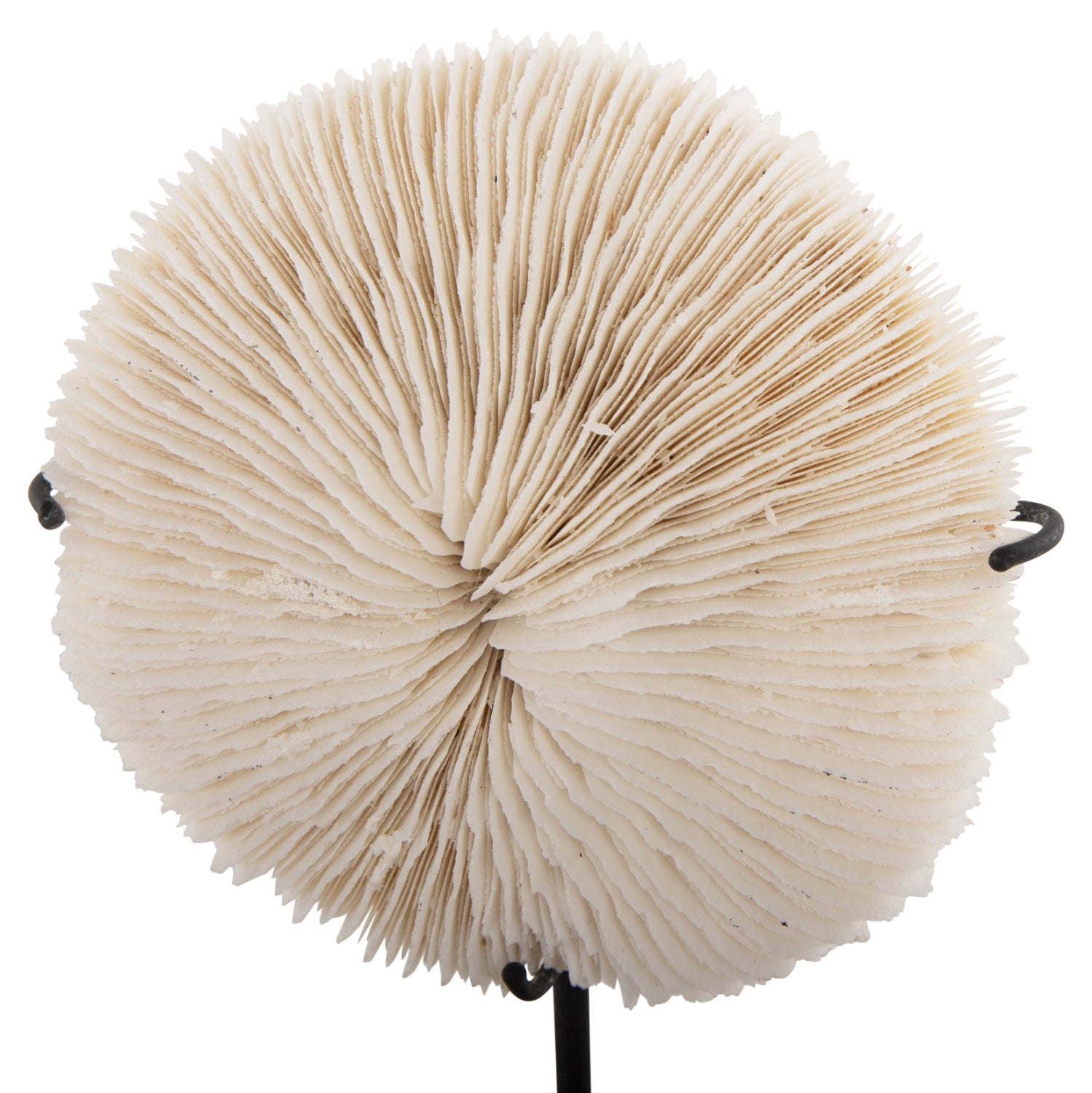 Декорация за маса корал  8x8x16