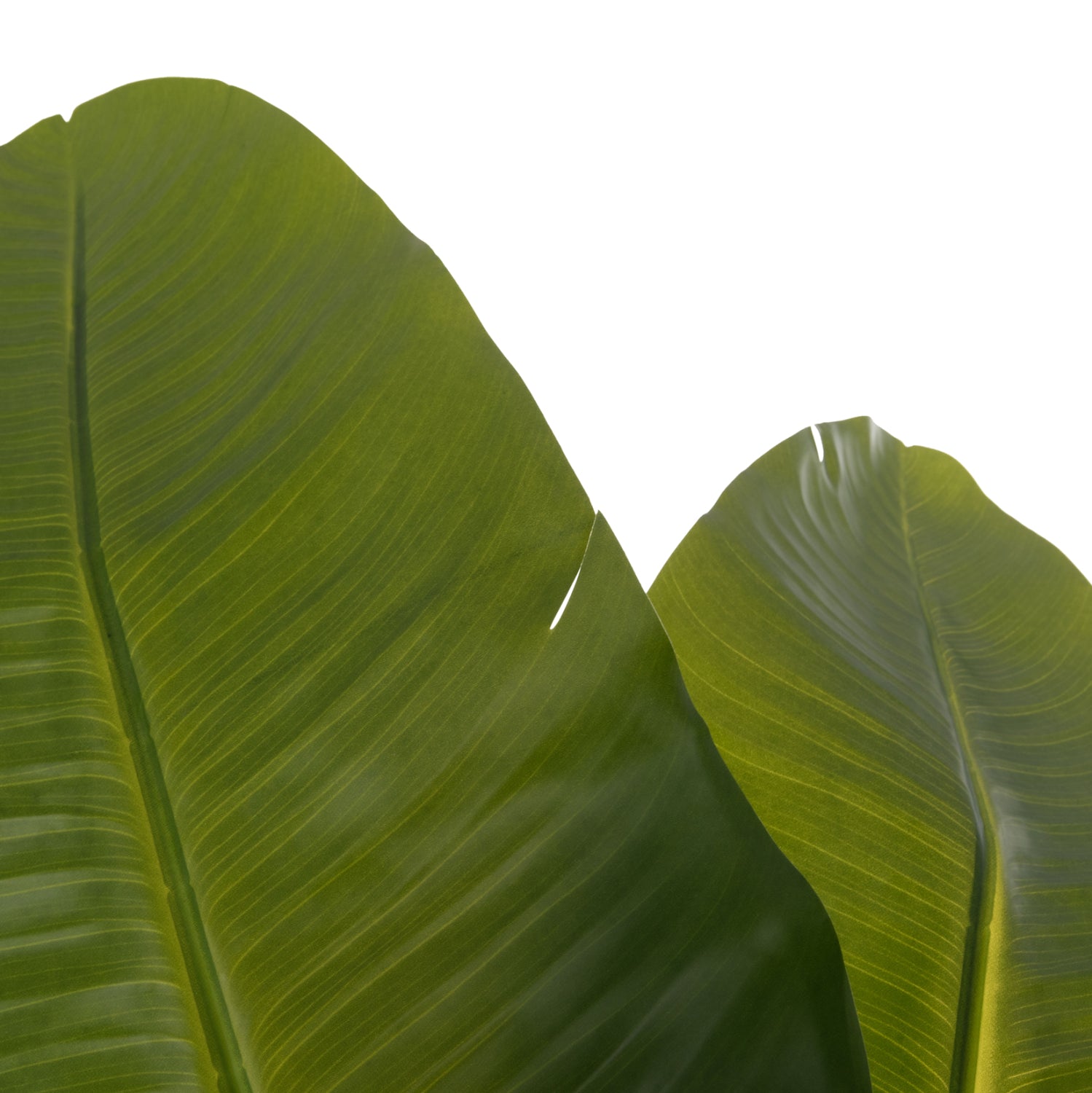 Декоративно синтетично растение Стрелиция в саксия  Ф18x172см