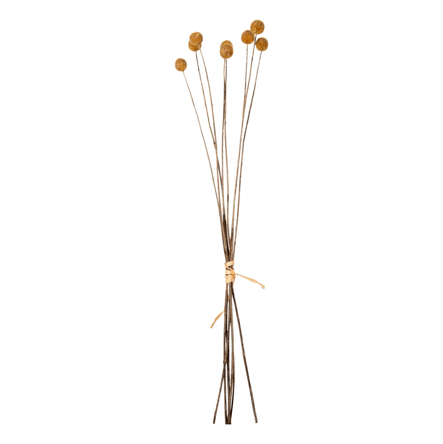 Декоративен букет  CRASPEDIA жълта 63см