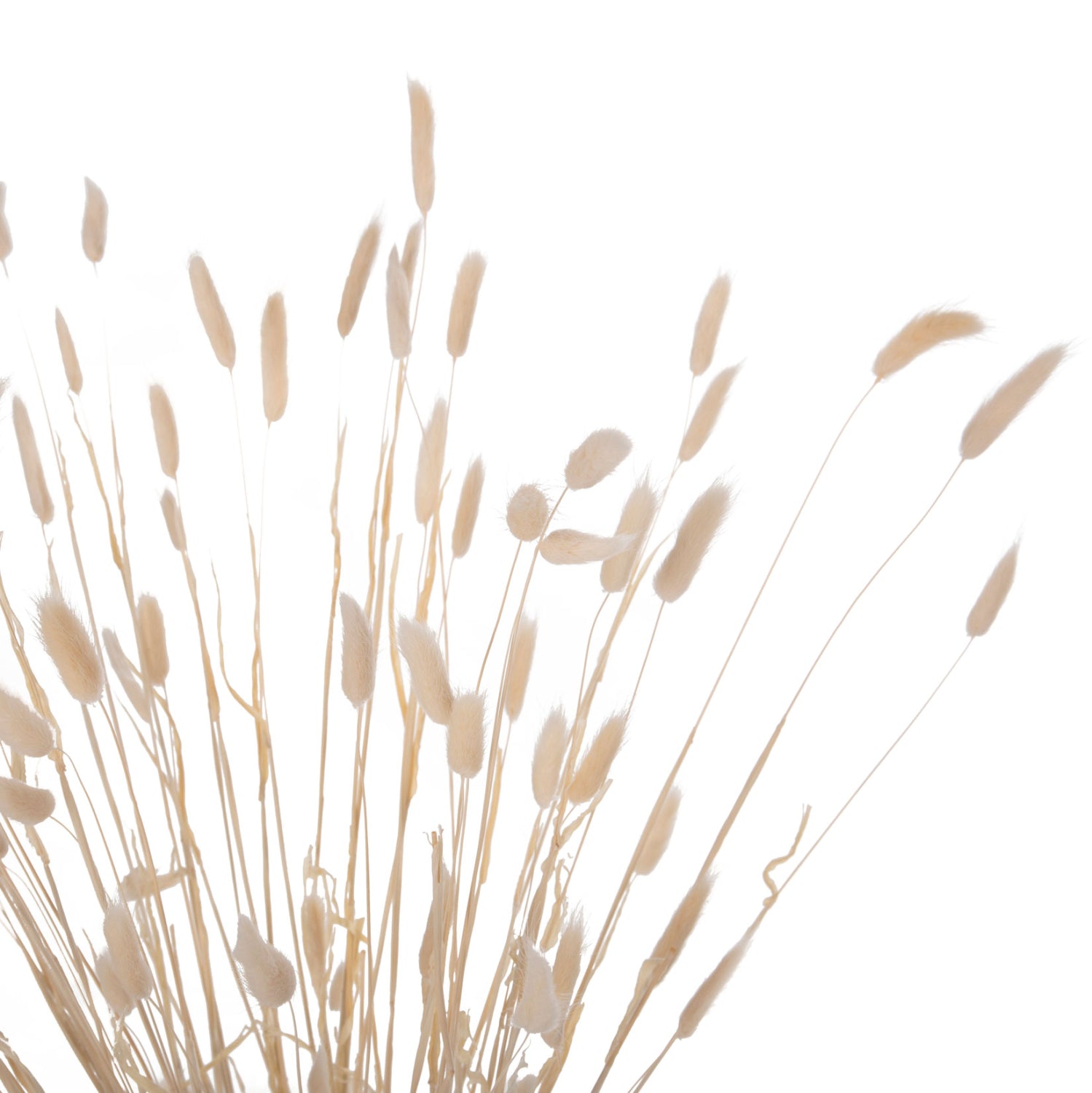 Декоративен букет заешка опашка цвят натурал 76см