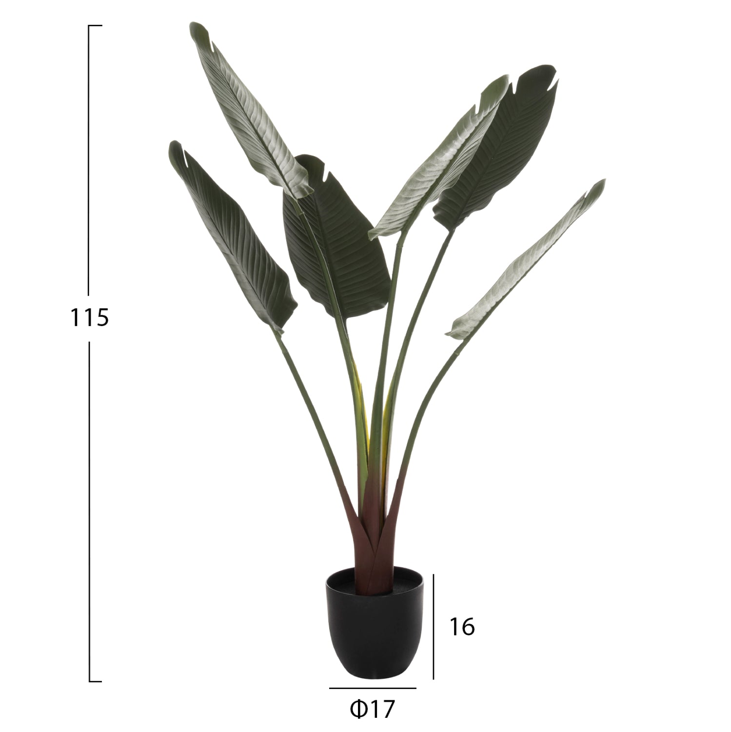 Растение стрелиция в саксия зелен цвят 115см