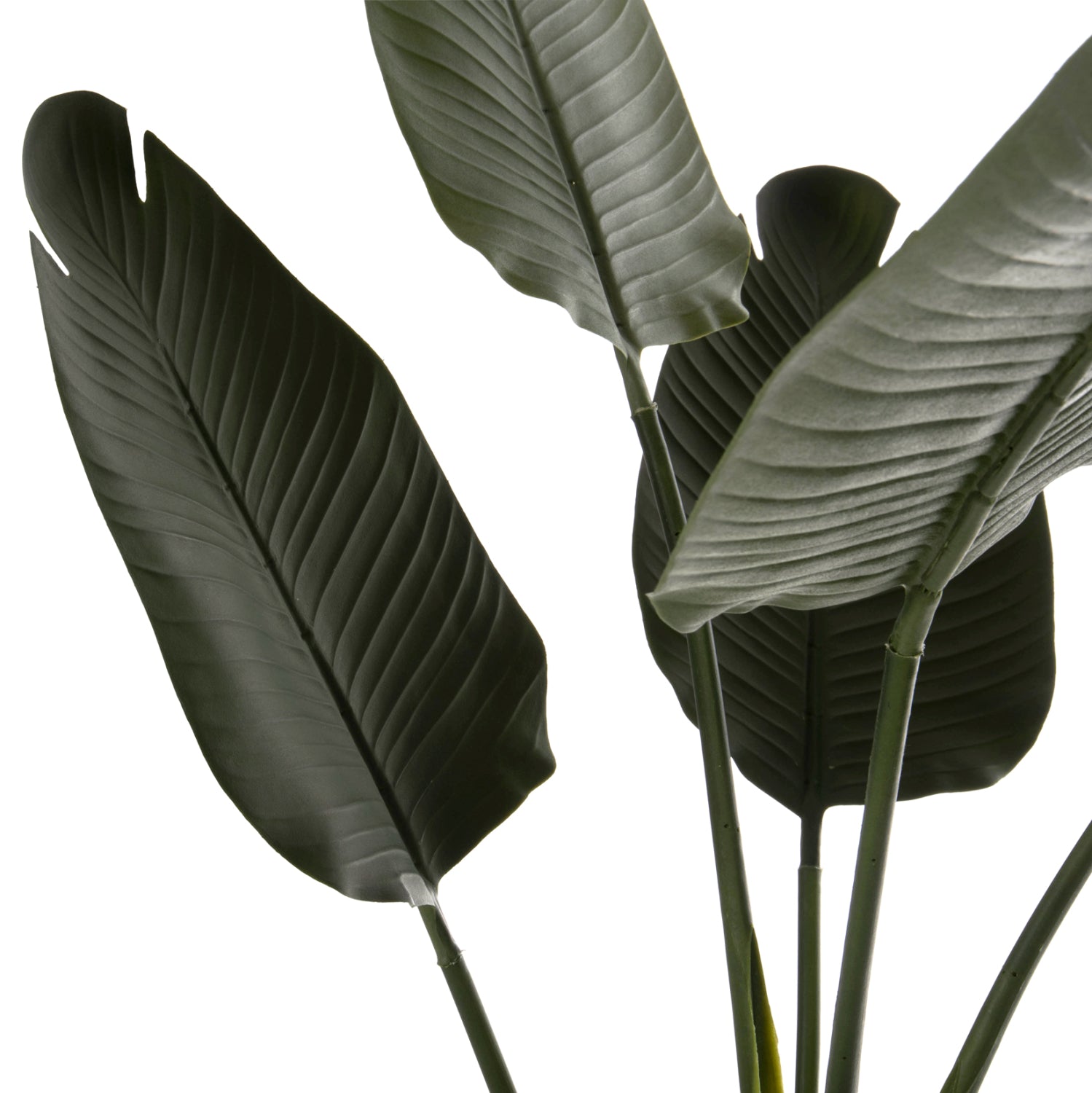 Растение стрелиция в саксия зелен цвят 115см