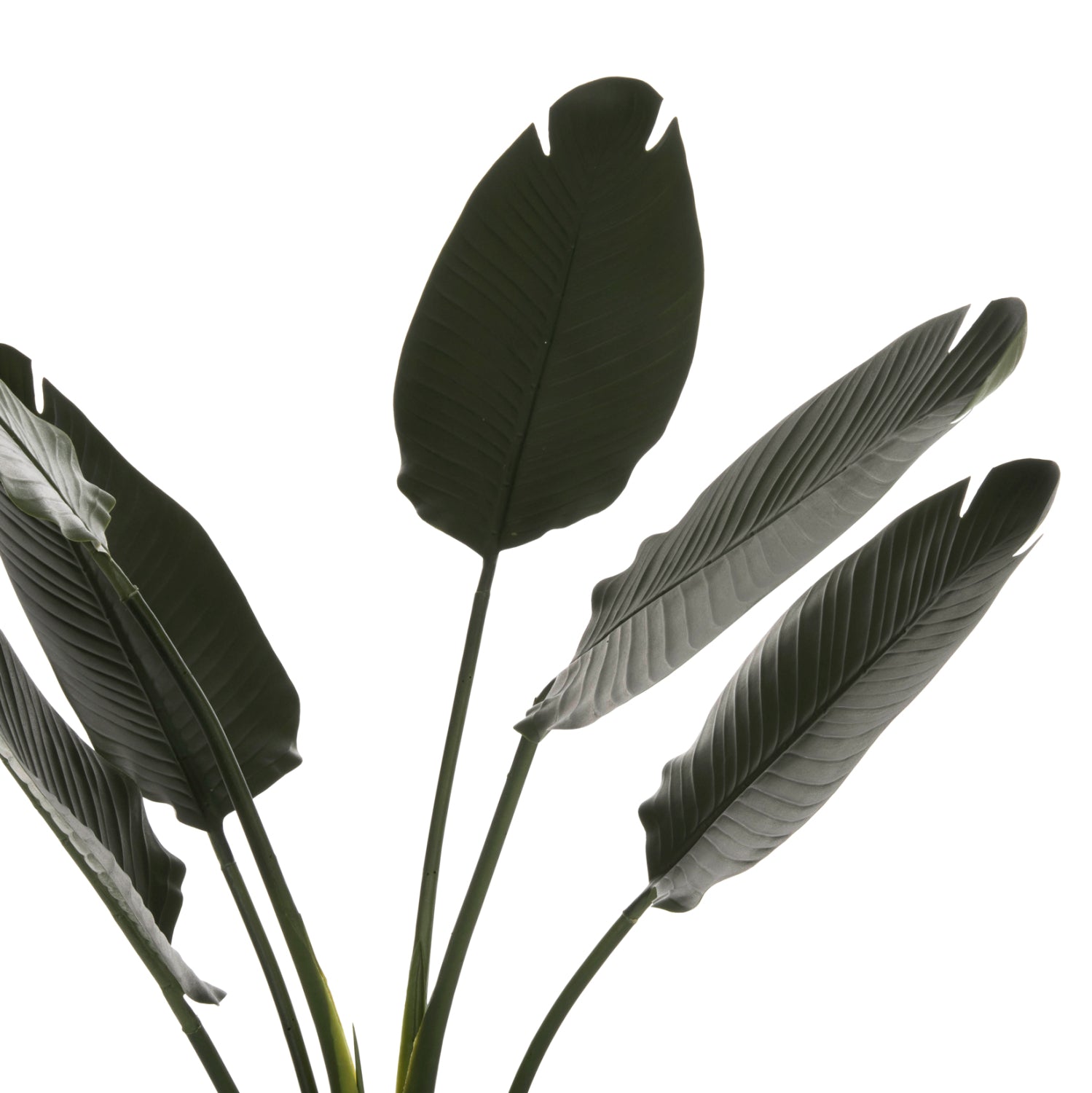 Растение стрелиция в саксия зелен цвят 115см