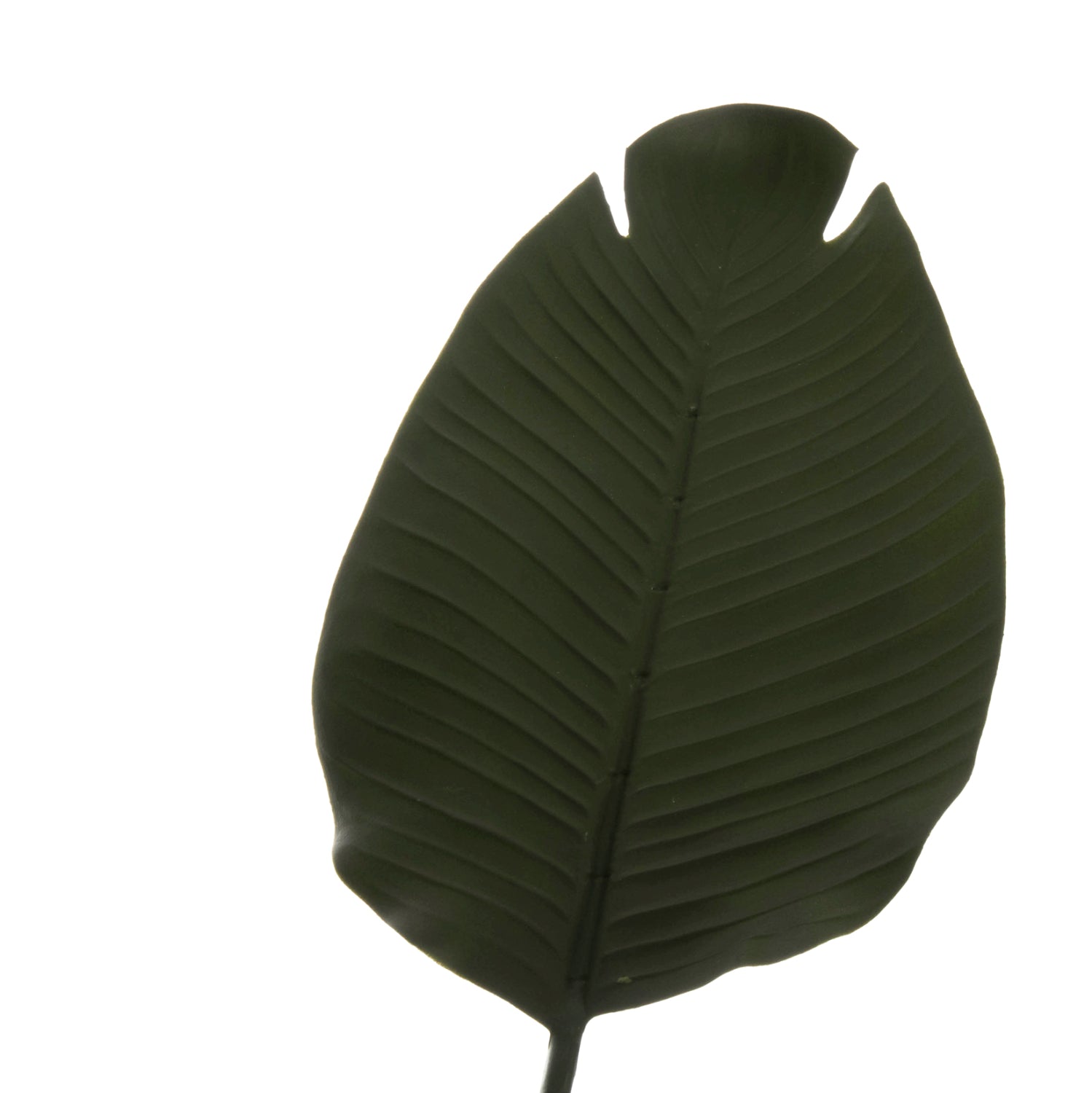 Растение стрелиция в саксия зелен цвят 115см