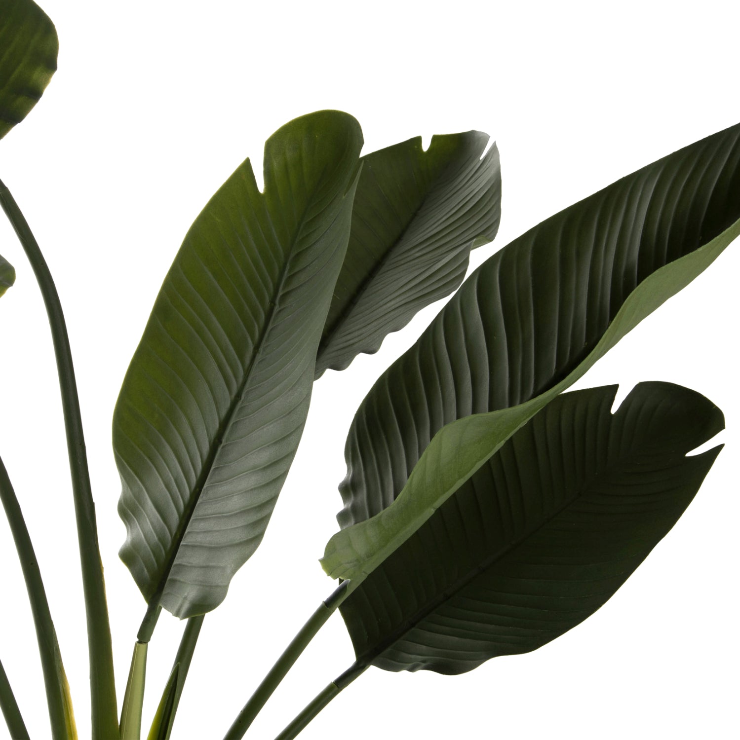 Растение декоративно  стрелиция в саксия зелен цвят  Φ17x14.5-137