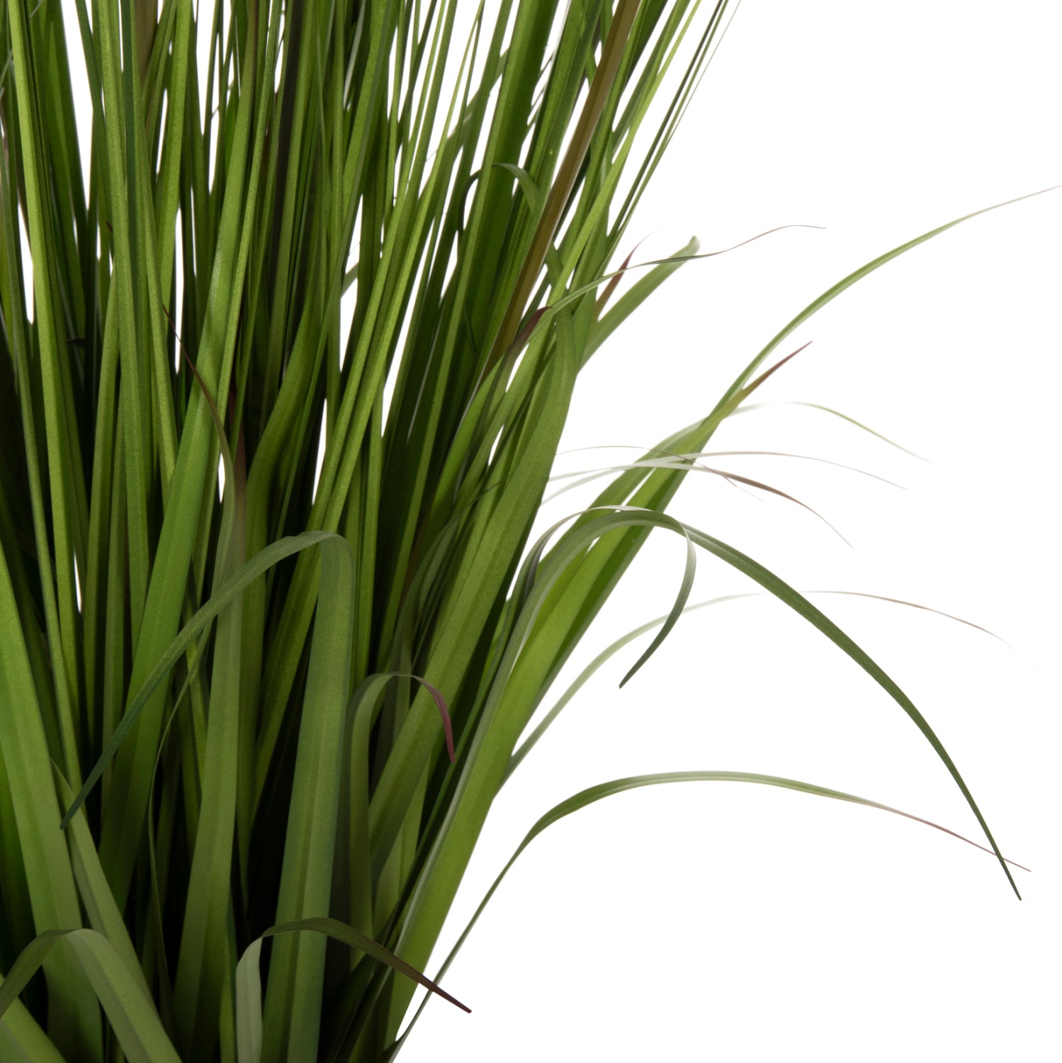 Растение офиурос в саксия зелен цвят 130см