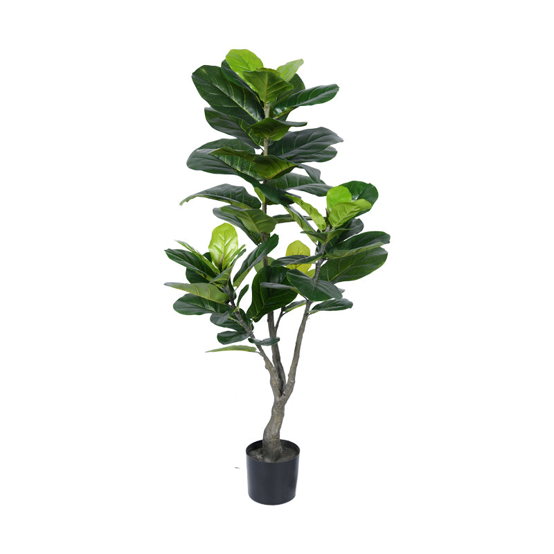 Декоративно растение Fiddlehead в саксия  green pp H120cm