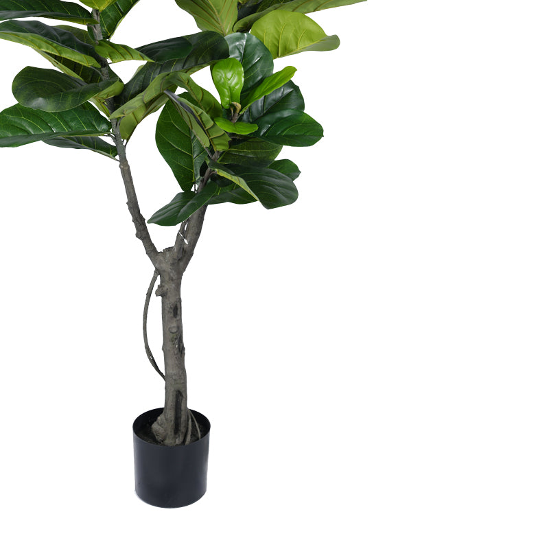 Декоративно растение Fiddlehead  в саксия  h180cm