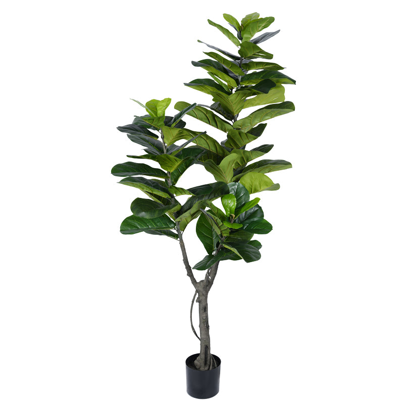 Декоративно растение fiddlehead i в саксия  green pp h180cm