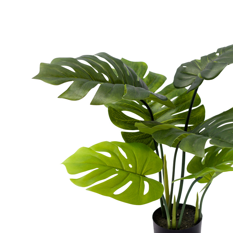 Декоративно растение монстера в саксия  green pp h70cm
