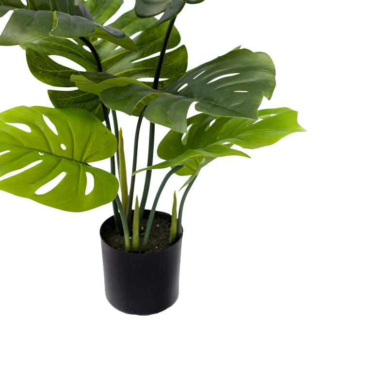 Декоративно растение монстера в саксия  green pp h70cm