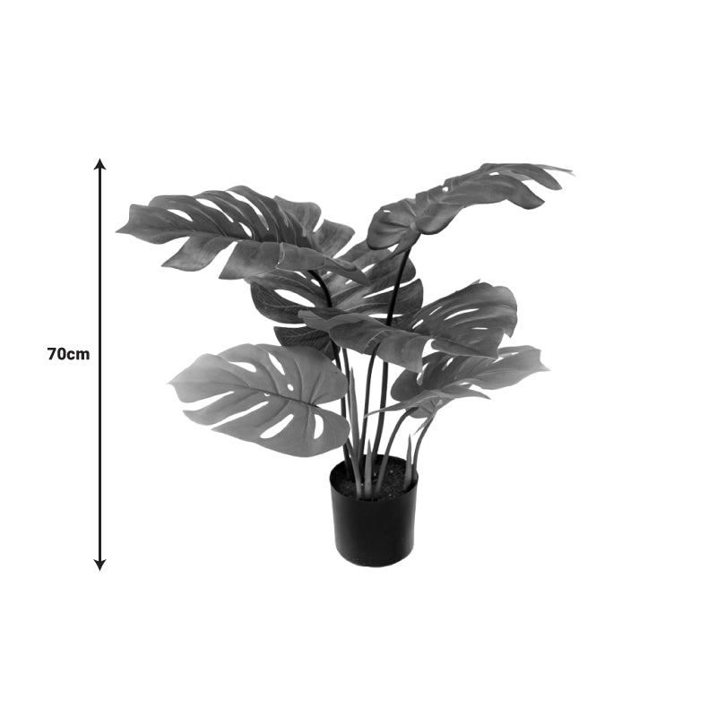 Декоративно растение монстера в саксия  green pp h70cm