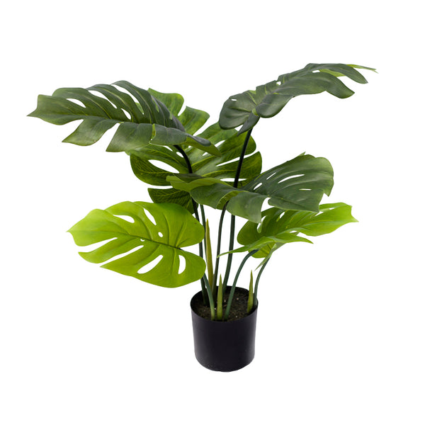 Декоративно растение монстера в саксия  green pp h70cm