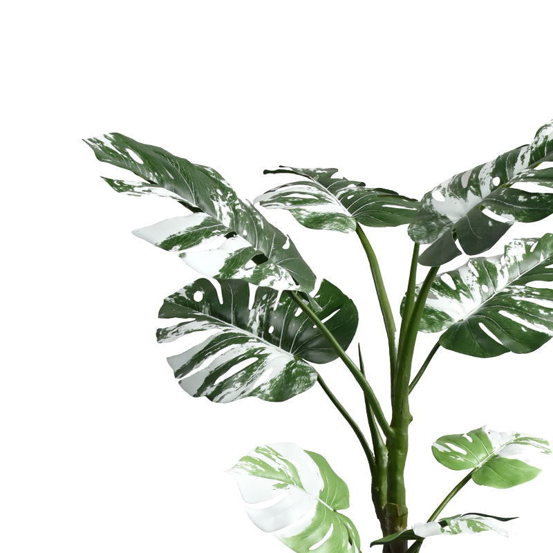 Декоративно саксийно растение Monstera   зелено pp h132см