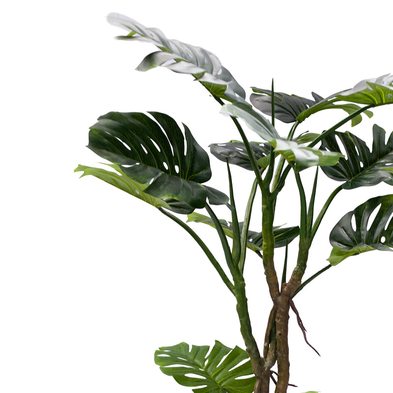 Декоративно саксийно растение monstera iii  green pp h180cm