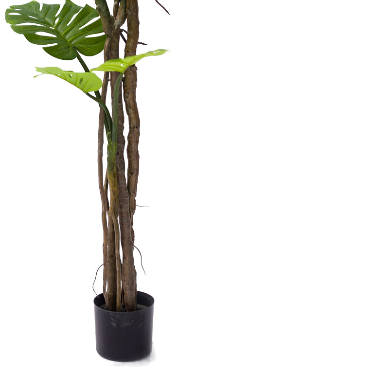 Декоративно саксийно растение monstera iii  green pp h180cm