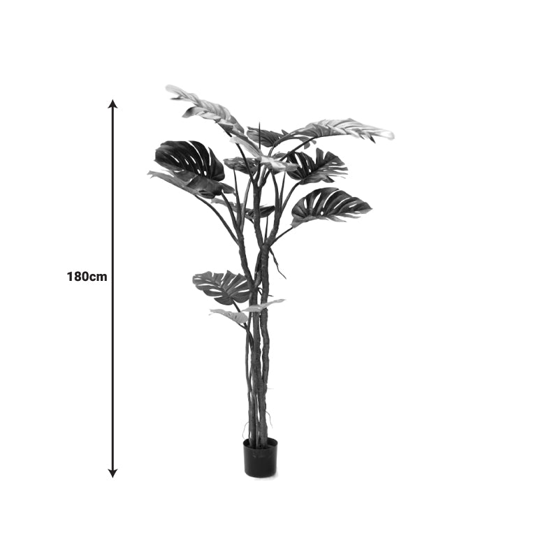 Декоративно саксийно растение monstera iii  green pp h180cm