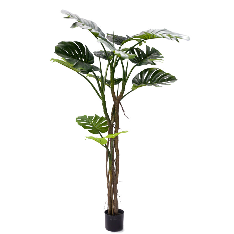 Декоративно саксийно растение monstera iii  green pp h180cm