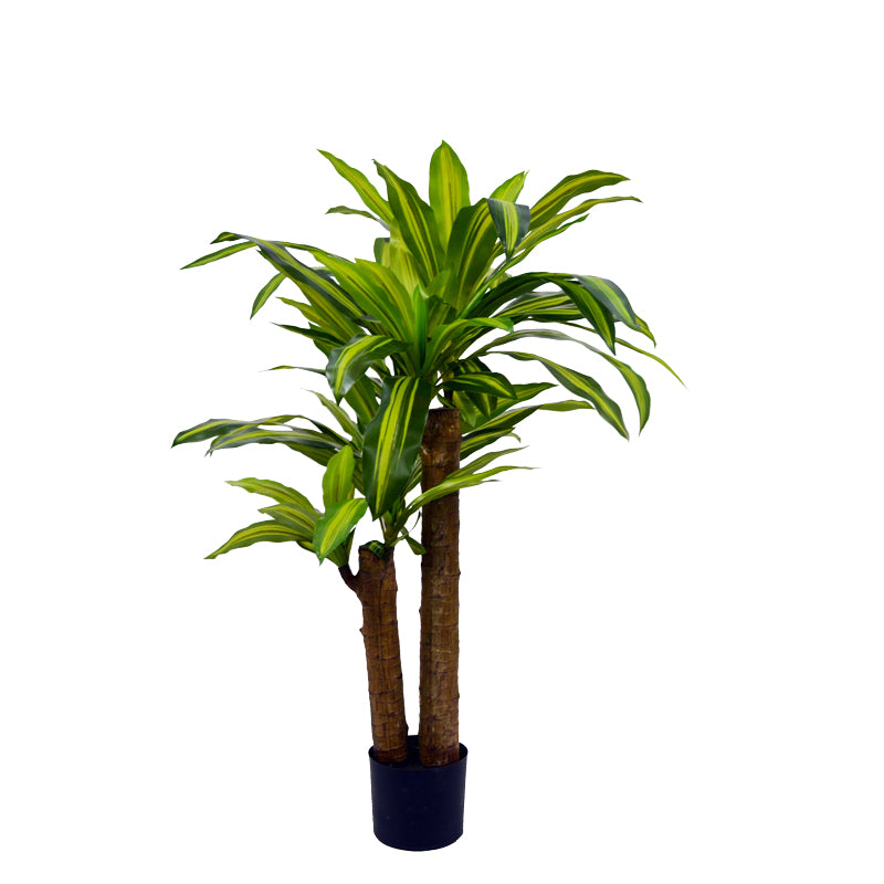 Декоративно растение драцена в саксия  green pp h110cm