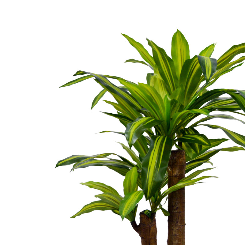 Декоративно растение драцена в саксия  green pp h110cm