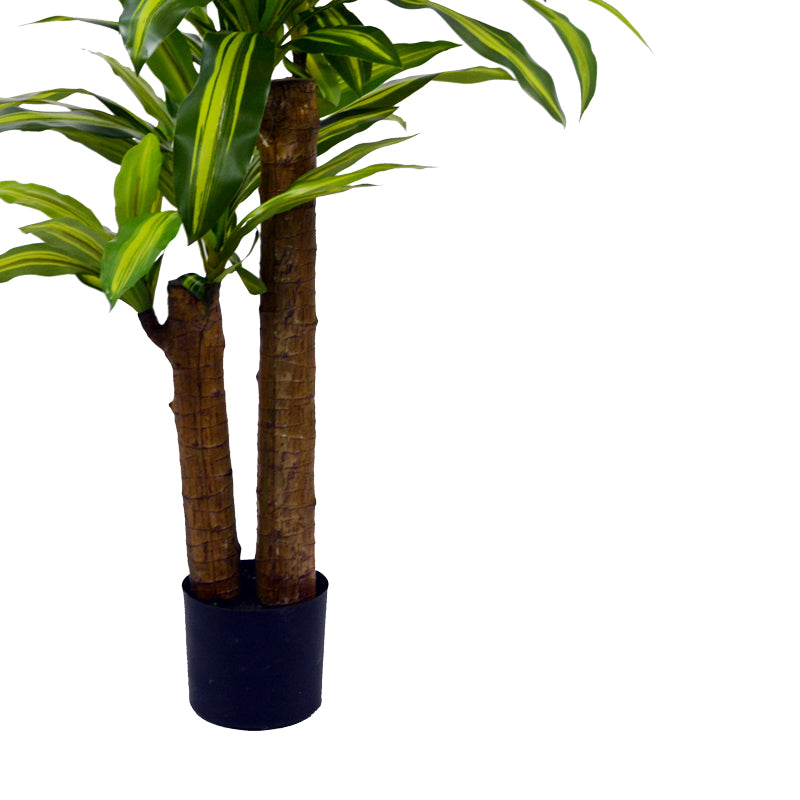 Декоративно растение драцена в саксия  green pp h110cm