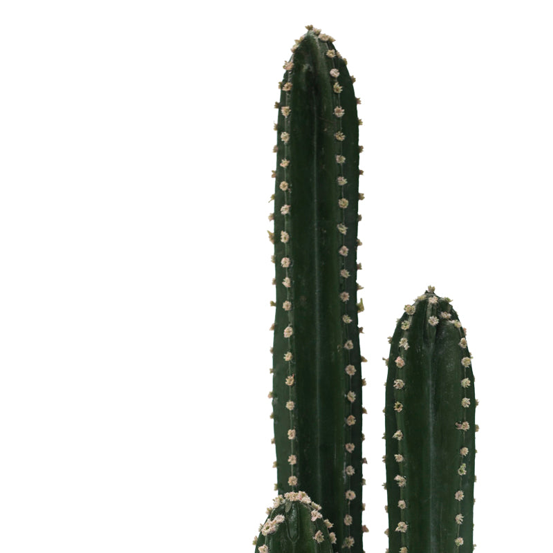 Декоративно растение Cactus в саксия  green pp h85cm