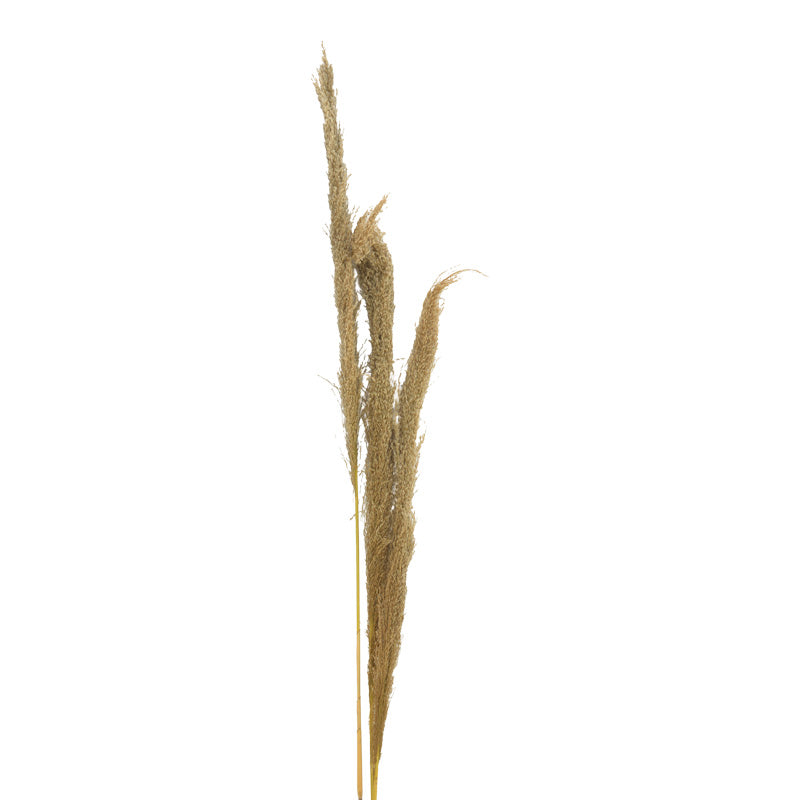 Деко листа от пампас beroun  комплект от 3 части в естествен цвят h140см